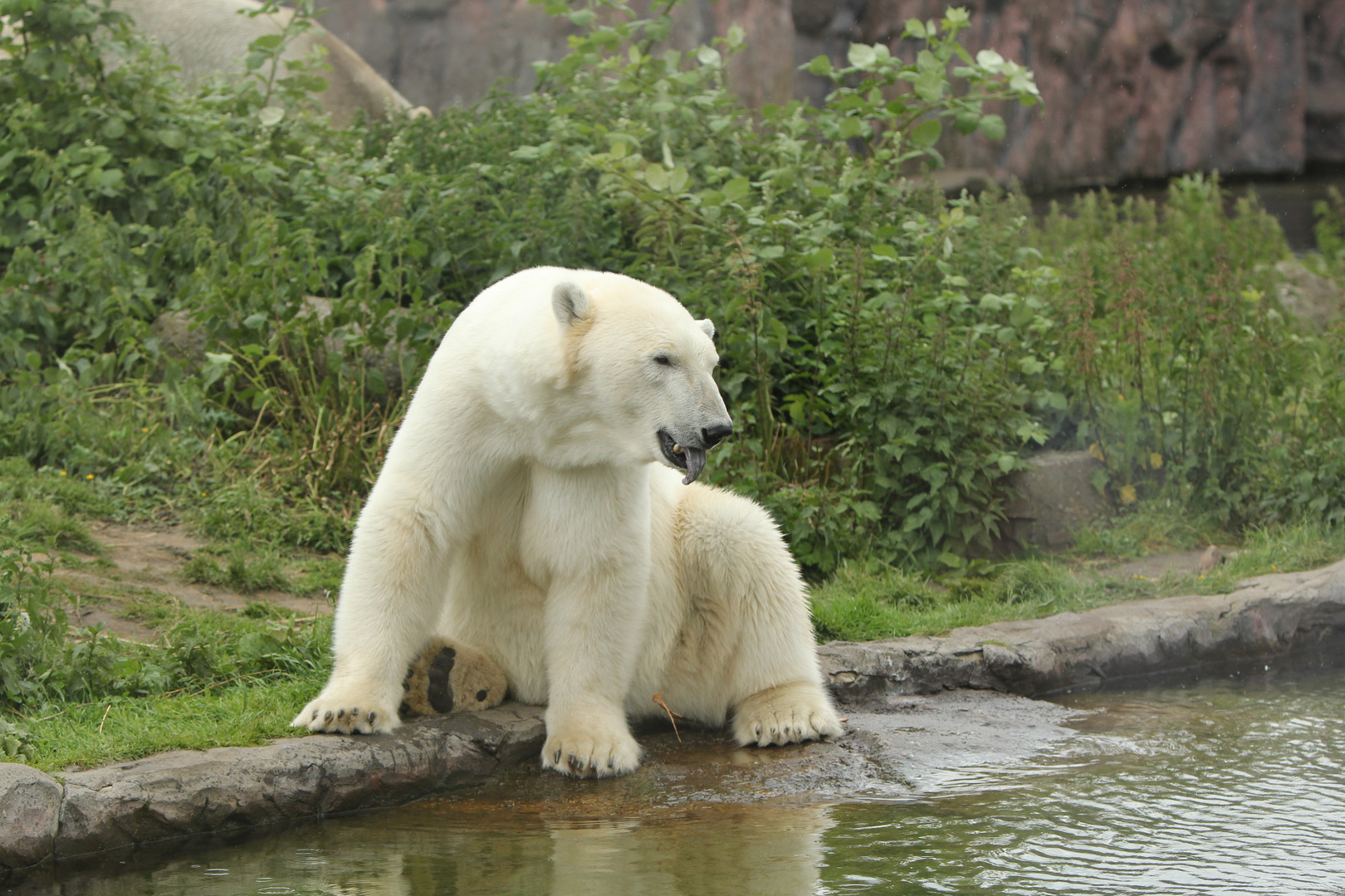 Eisbär in Zoom Erlebniswelt