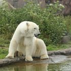 Eisbär in Zoom Erlebniswelt