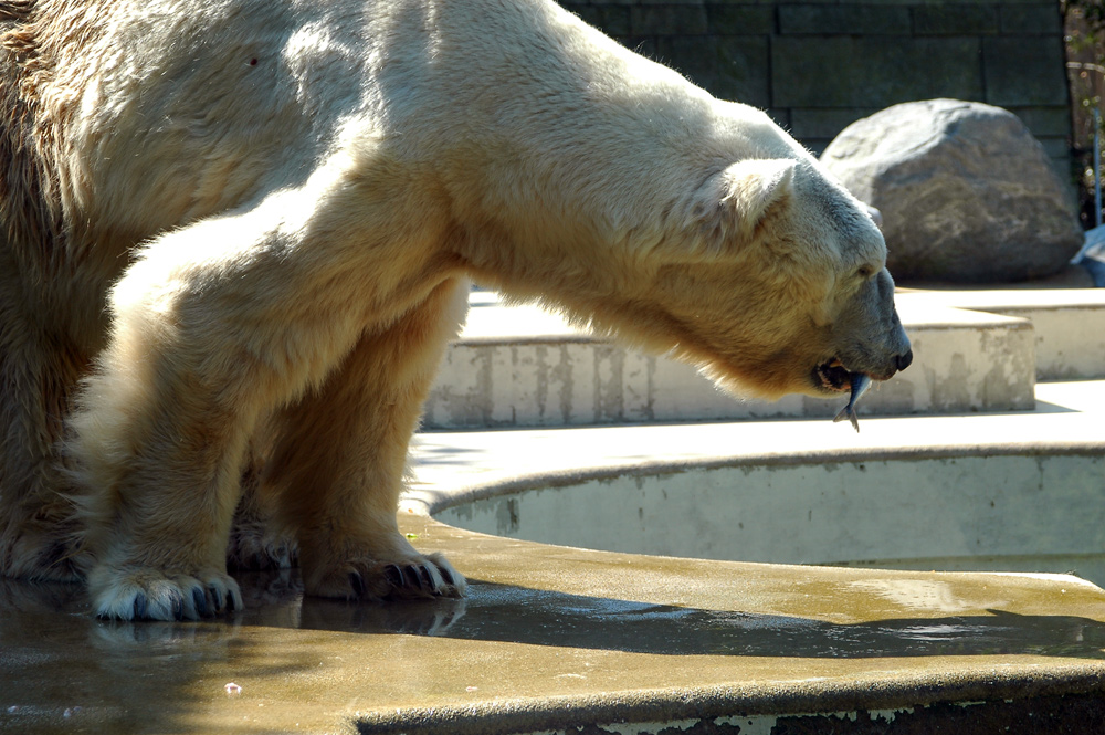 Eisbär - jetzt hat er doch noch einen Fisch mitbekommen