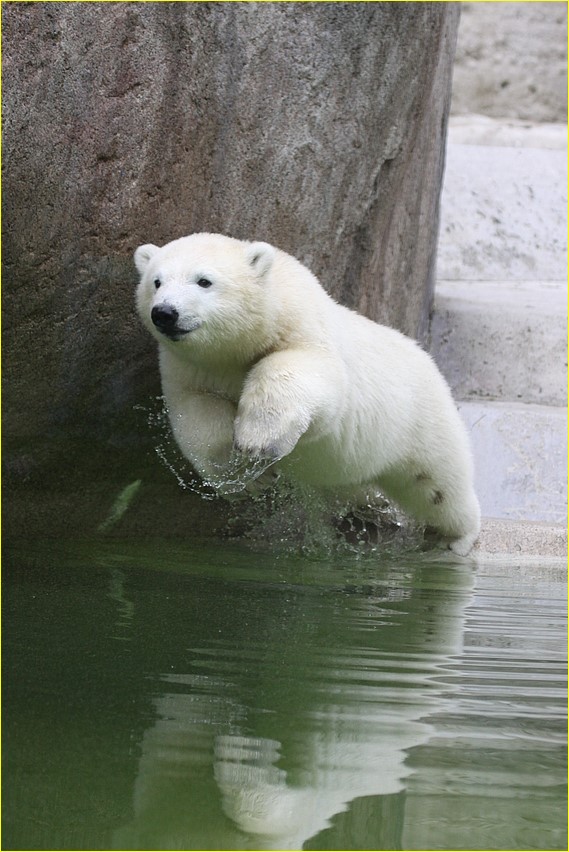 Eisbär junges beim Sprung in Wasser