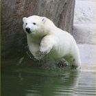 Eisbär junges beim Sprung in Wasser