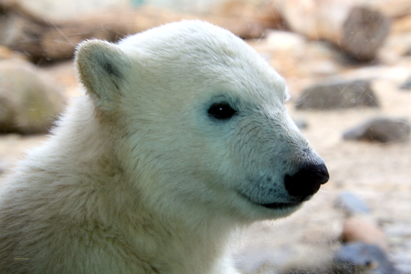 Eisbär Junges