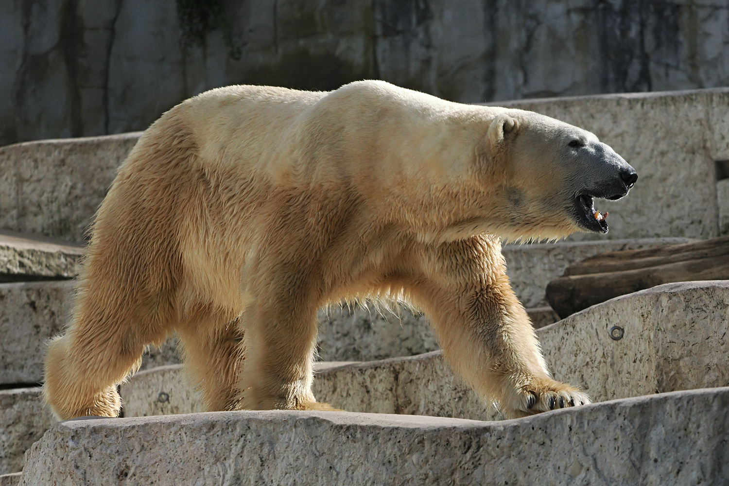 Eisbär Kap...