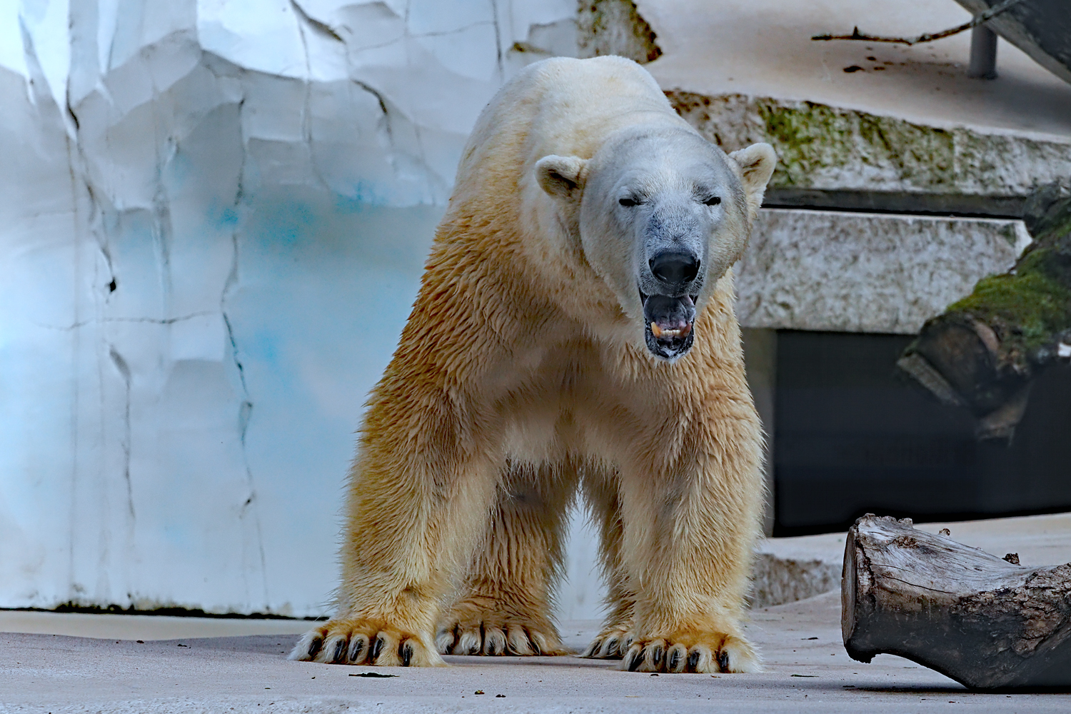 Eisbär Kap, wer ist die Süße im Wasser…