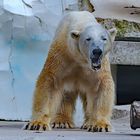 Eisbär Kap, wer ist die Süße im Wasser…