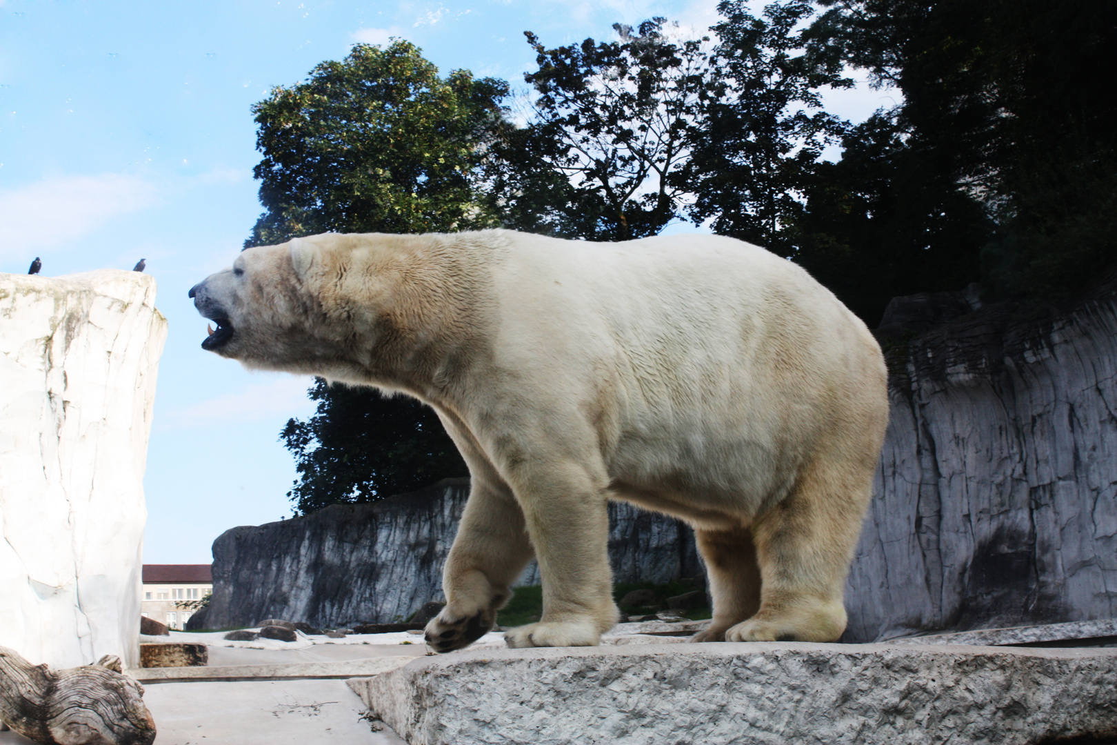 Eisbär Karlsruher zoo