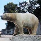 Eisbär Karlsruher zoo