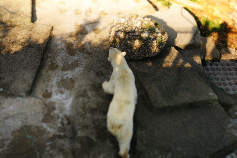 Eisbär, kleiner Eisbär