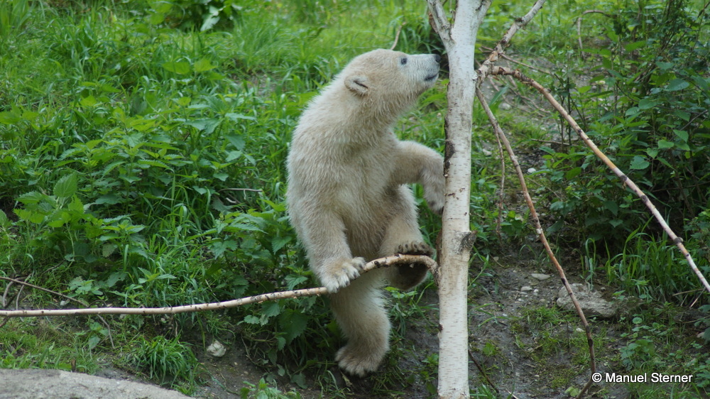 Eisbär klettert