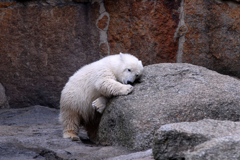 Eisbär Knut.