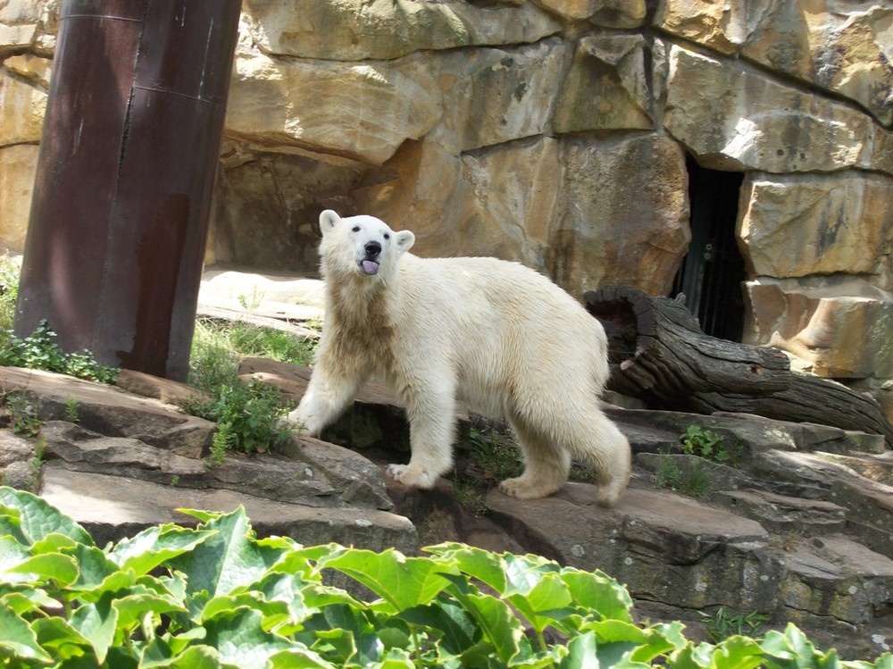 Eisbär Knut Teil 3 Zunge raus