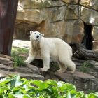 Eisbär Knut Teil 3 Zunge raus