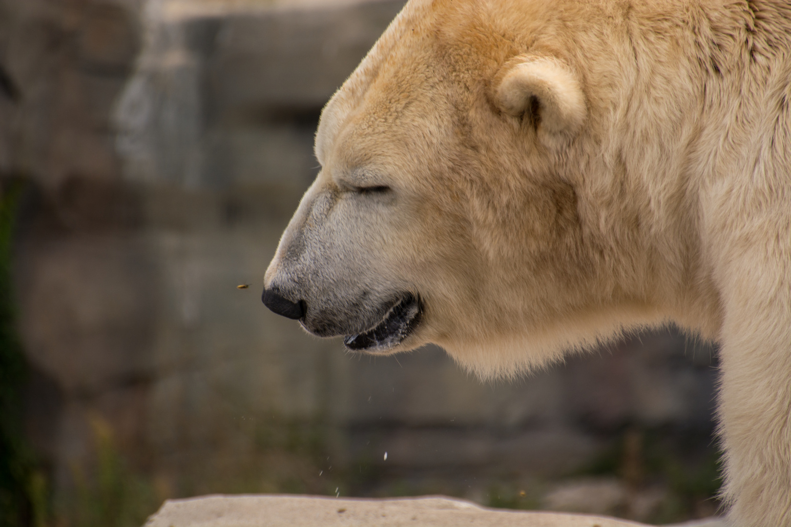 Eisbär küsst Biene