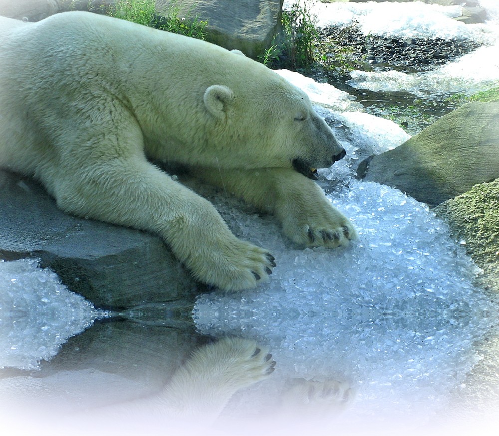 Eisbär "Lloyd"