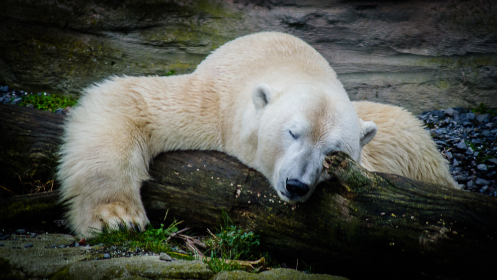 Eisbär Lloyd