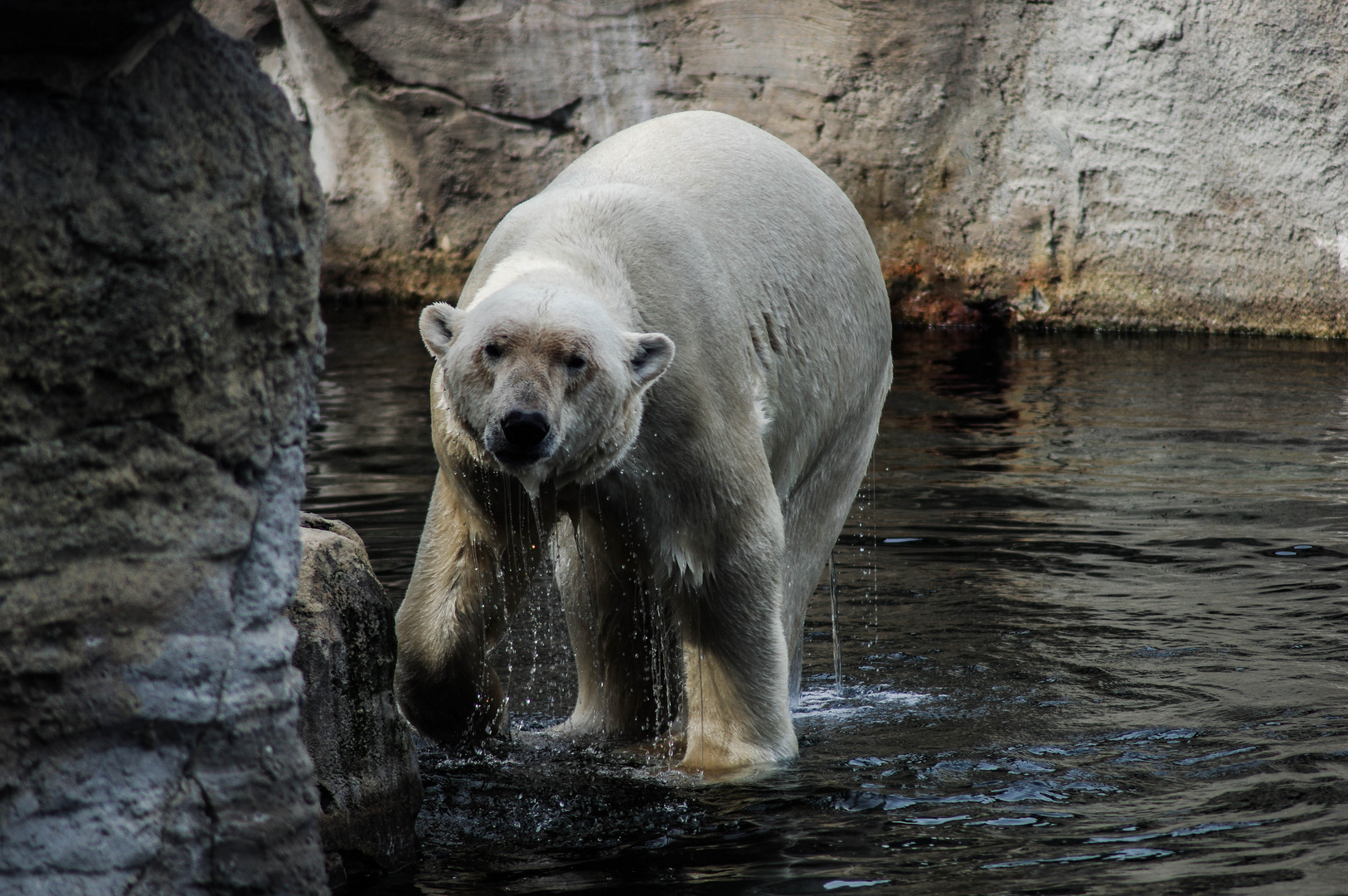 Eisbär Lloyd