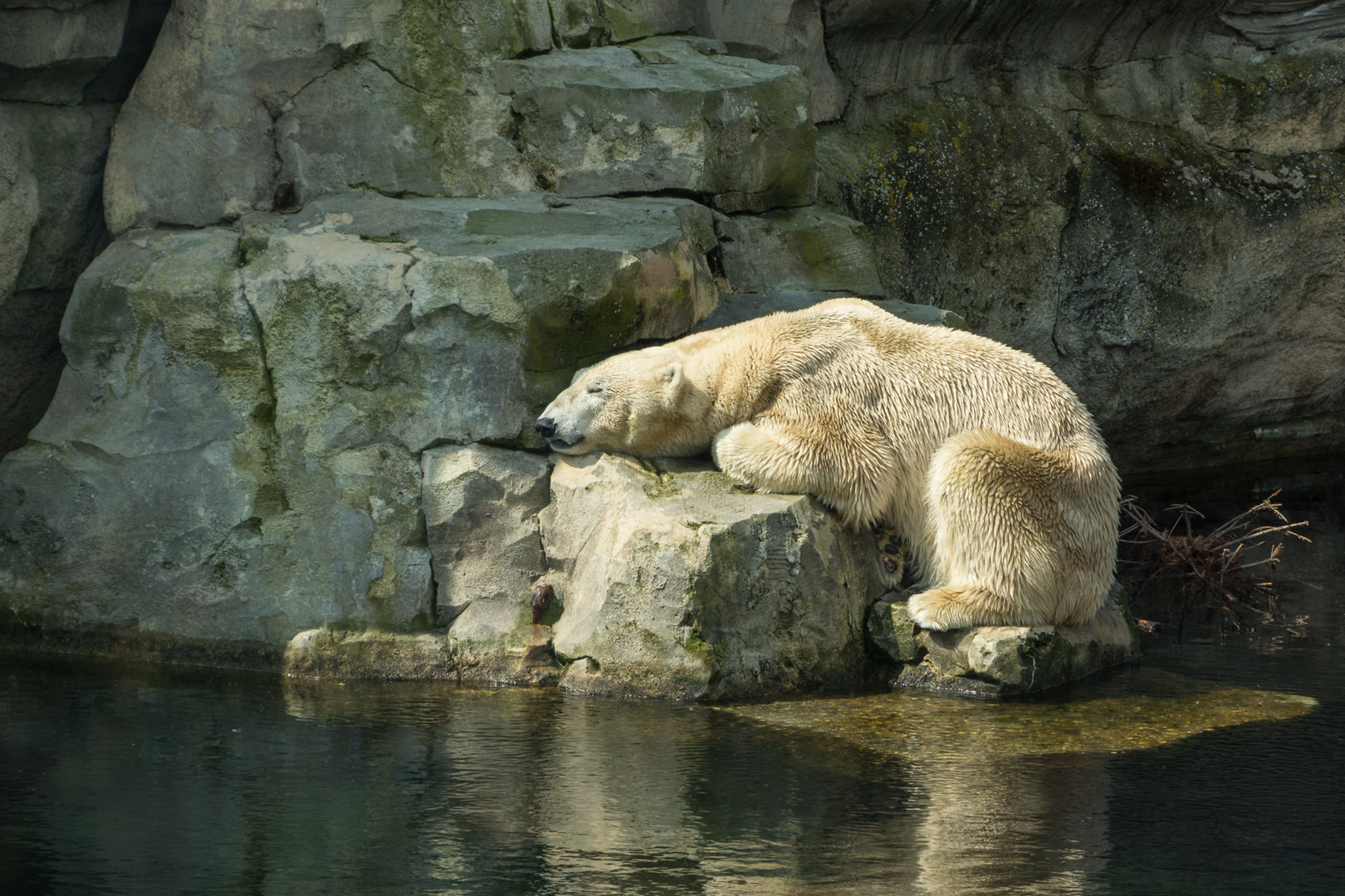 Eisbär Lloyd beim Ruhen