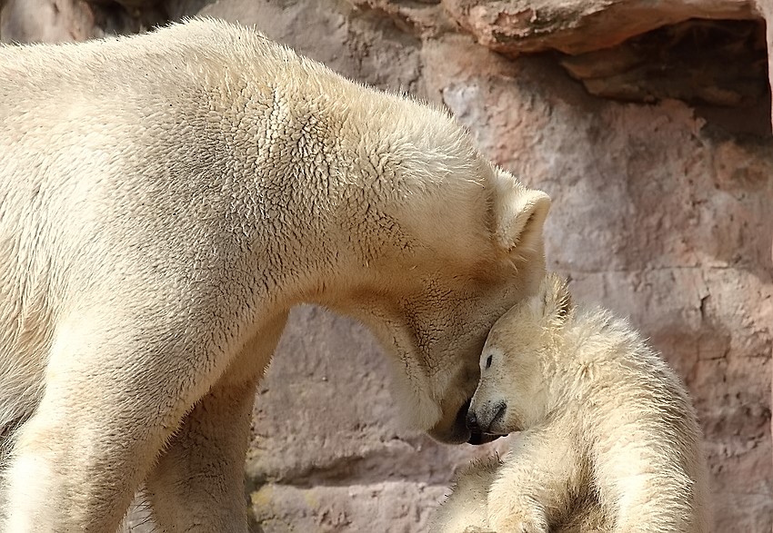 Eisbär Mami mit Knirps