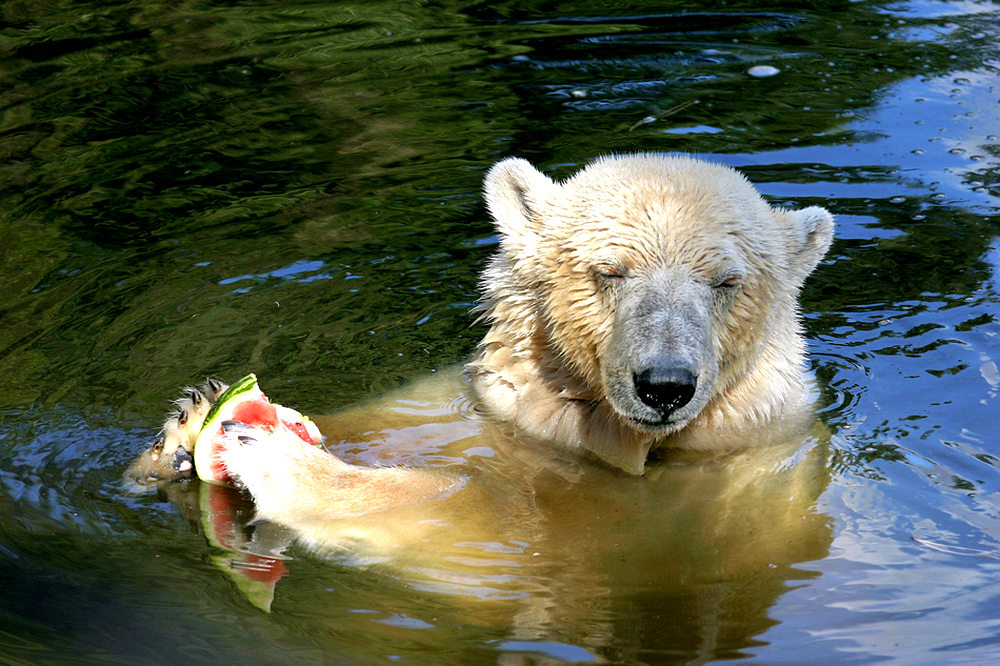 EISBÄR / Meine Melone !