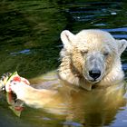 EISBÄR / Meine Melone !