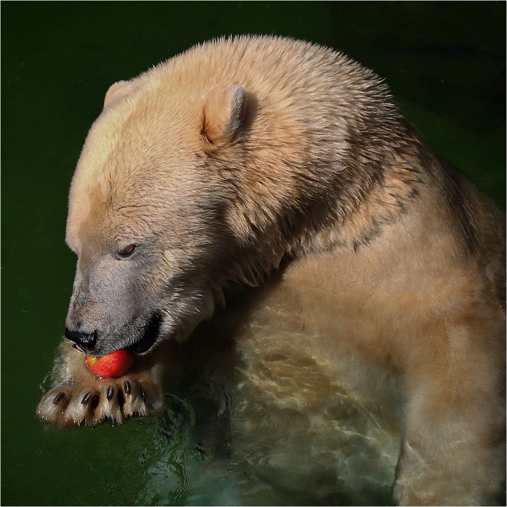 Eisbär mit Appetit auf Apfel