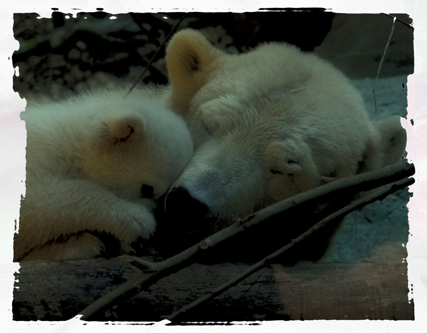 Eisbär mit Baby