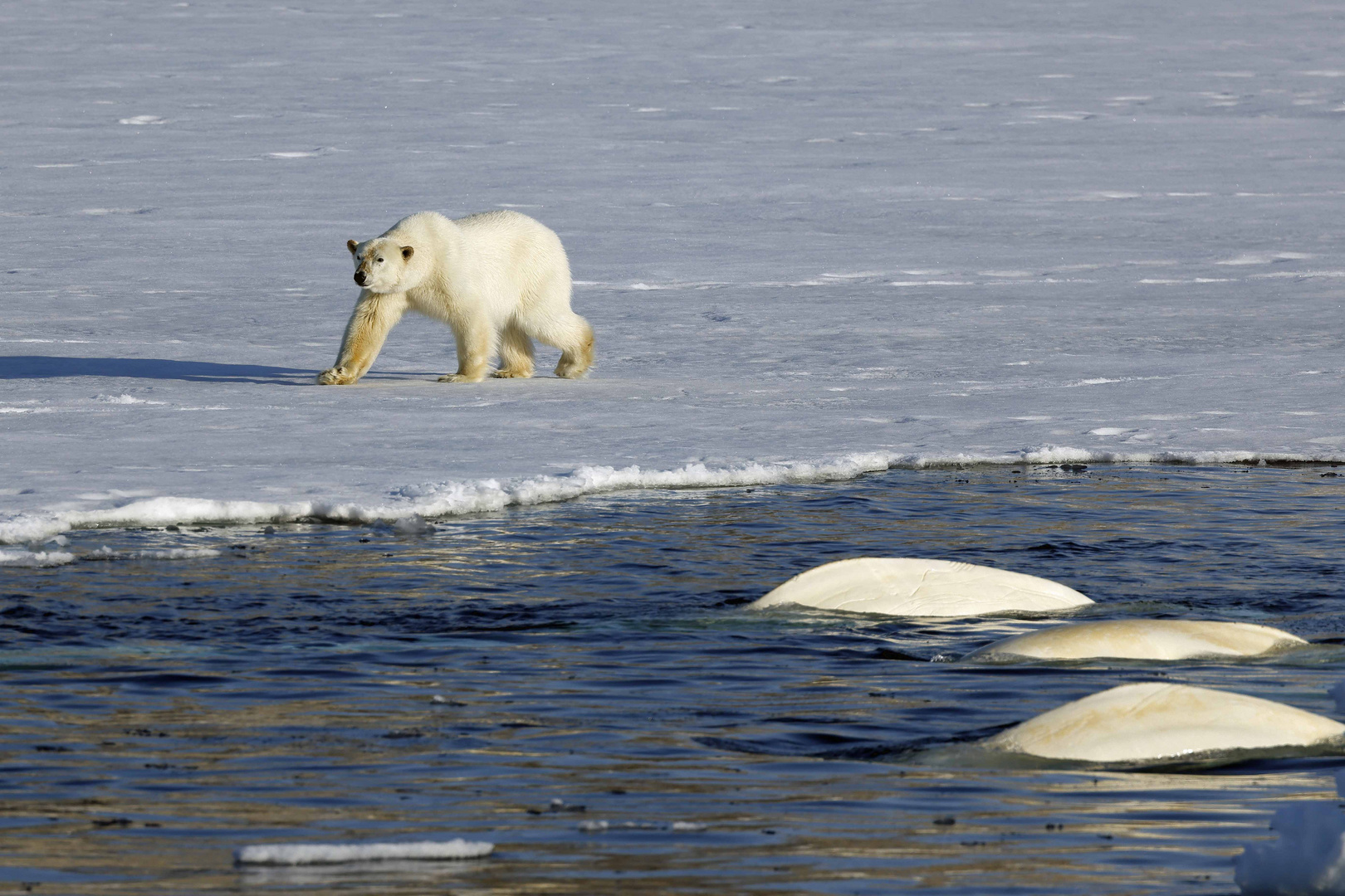 Eisbär mit Belugas