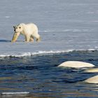 Eisbär mit Belugas