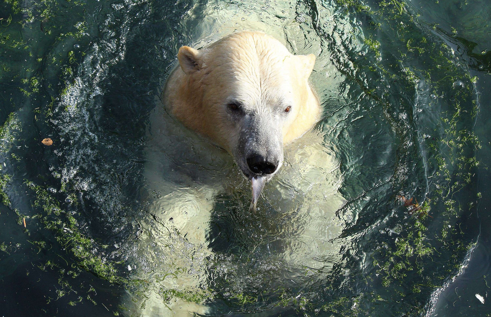 Eisbär mit Fisch auf Petersilie