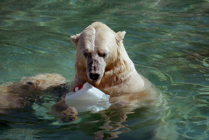 Eisbär mit Flachmann