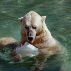 Eisbär mit Flachmann