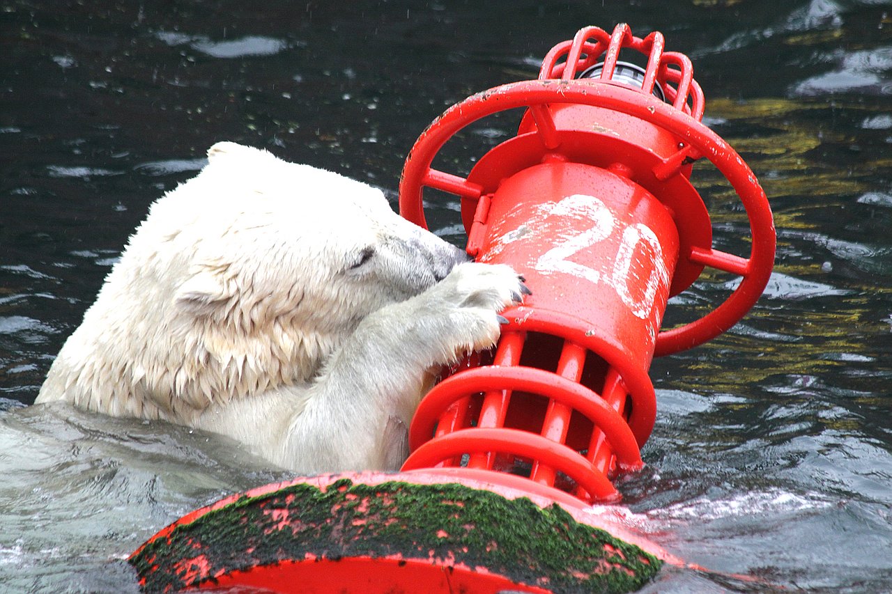 Eisbär mit "Minileuchttumr"