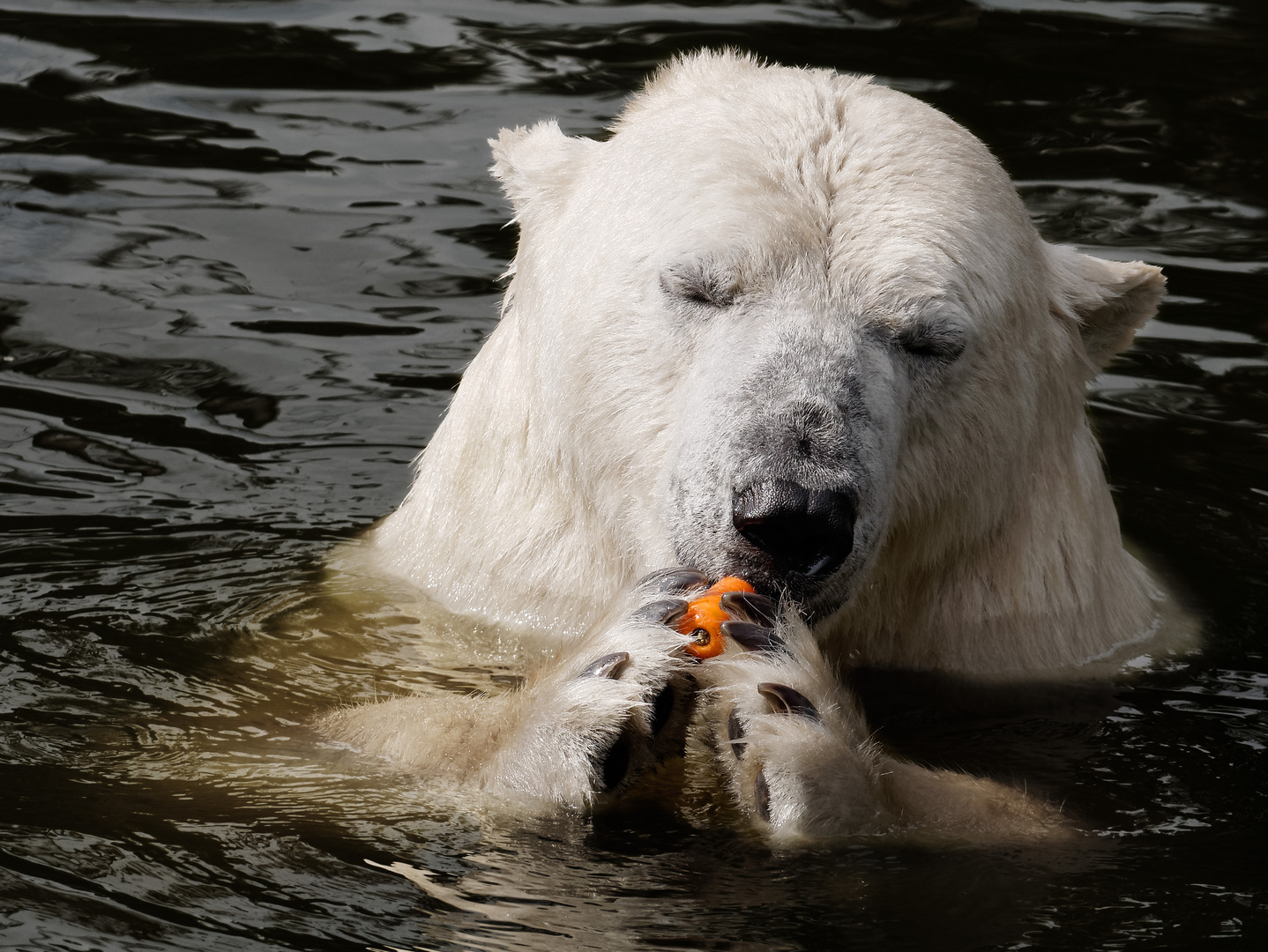 Eisbär mit Möhre