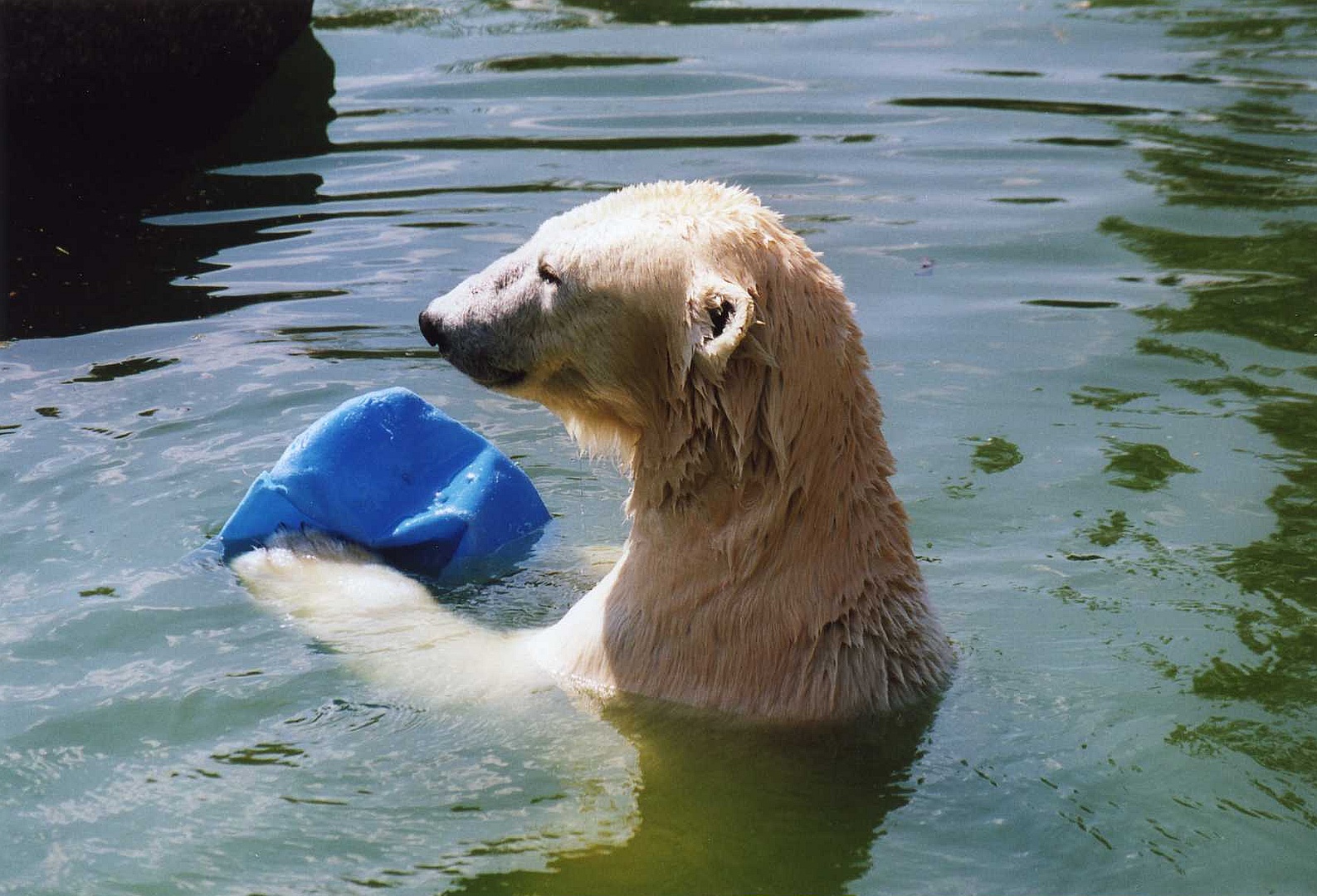 Eisbär mit Plastikbehälter