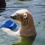 Eisbär mit Plastikbehälter