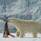 Eisbär mit Robbenhaut