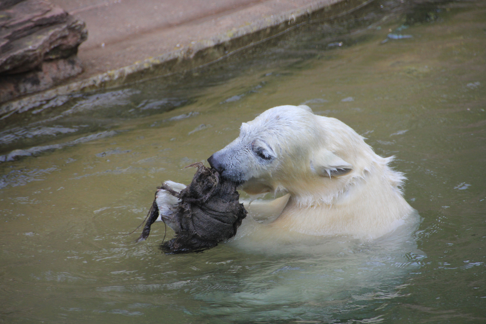 Eisbär mit Spielzeug