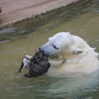 Eisbär mit Spielzeug