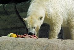 Eisbär mit viel Hunger