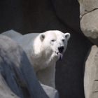 Eisbär mit Zunge