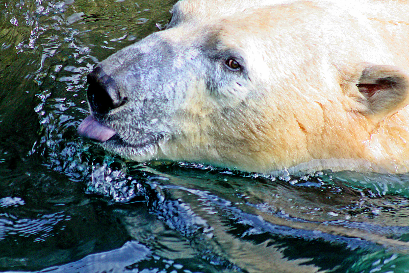 Eisbär mit Zunge