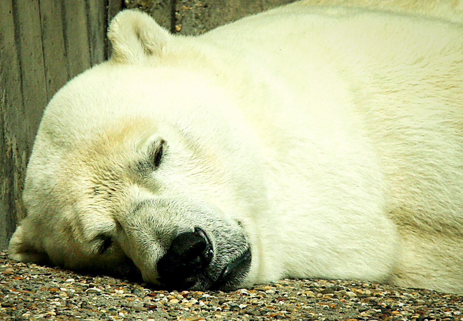 Eisbär: Müde bin ich - geh zur Ruh...