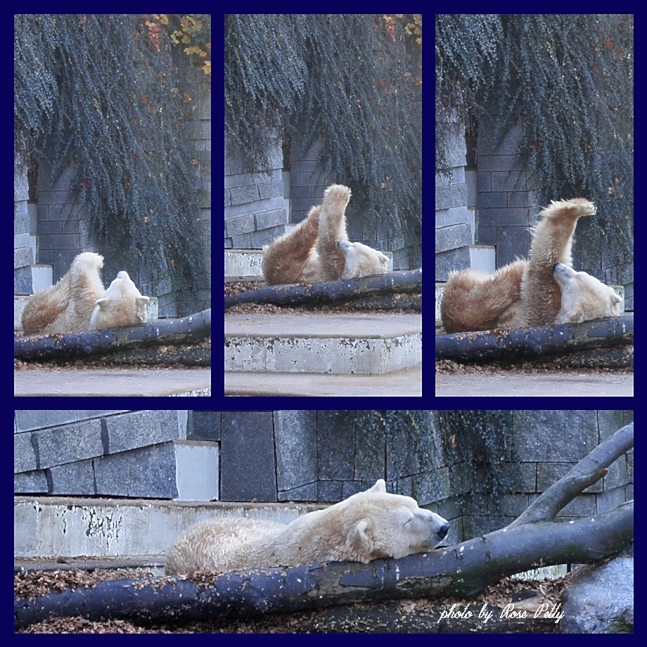 EISBÄR MÜSSTE MAN SEIN.....