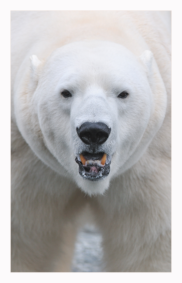 Eisbär (Mutter von Willbär)