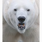 Eisbär (Mutter von Willbär)