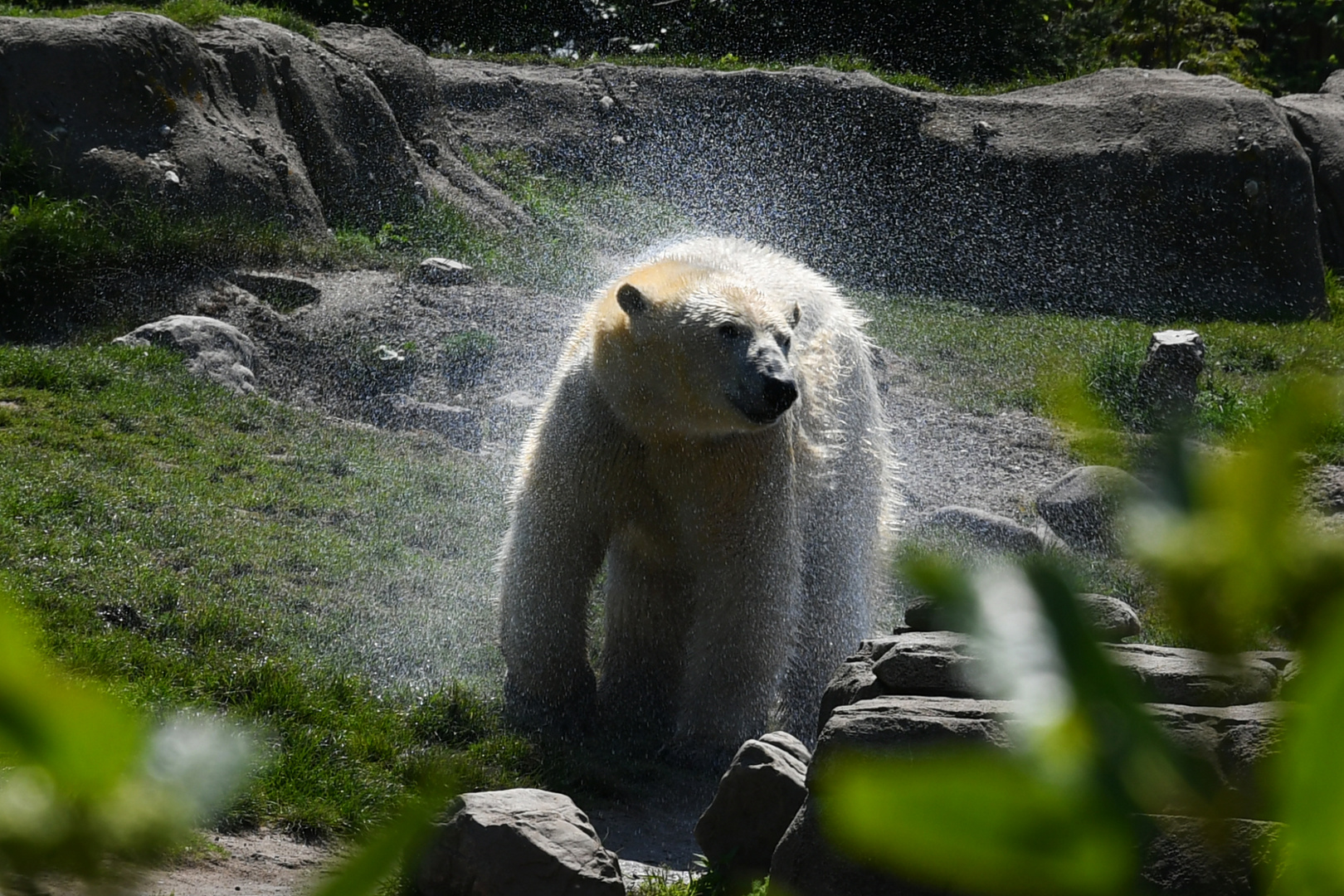 Eisbär nach dem Bad 