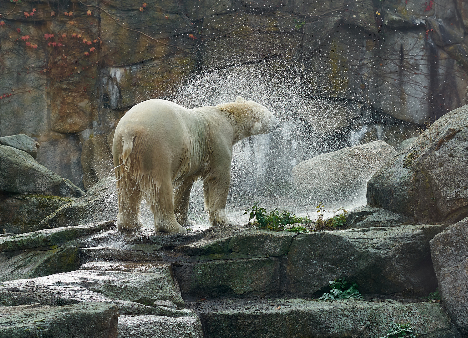 Eisbär nach dem Bade