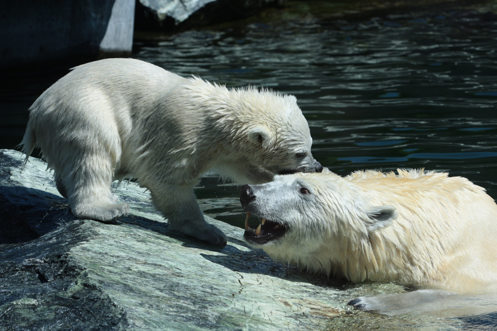 Eisbär-Nachwuchs in der Stuttgarter Wilhelma