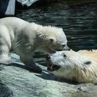 Eisbär-Nachwuchs in der Stuttgarter Wilhelma