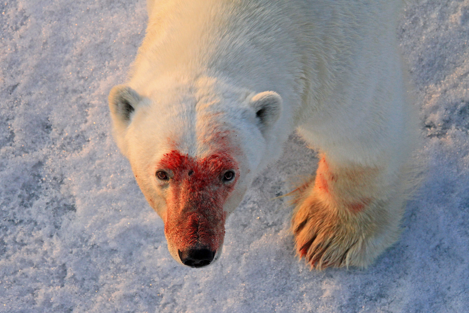 Eisbär, Noraustlandet, Spitzbergen